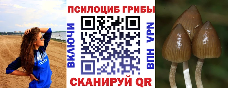 блэк спрут вход Дюртюли Псилоцибиновые грибы Magic Shrooms